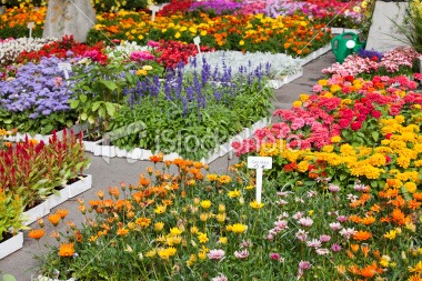 istockphoto_9943363-garden-center-with-outdoor-fresh-flowers-for-spring-planting.jpg