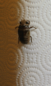 170px-Cicada_molting_animated-2