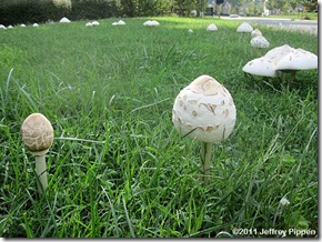 agaric110925-3691durhamz