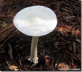 amanita-bisporangia110929-3723swampz
