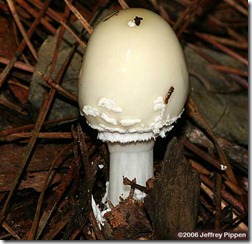 shroom4-060915-5192facez