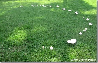 agaric110925-3690durhamz
