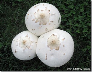 agaric110925-3695durhamz