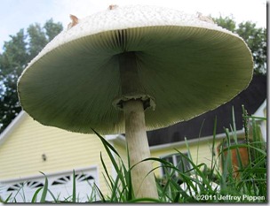 agaric110925-3700durhamz
