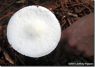 amanita-bisporangia110929-3725swampz