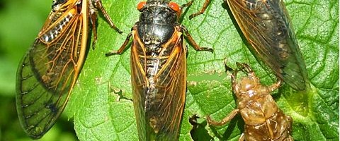 5-27-CicadaClusterLrg